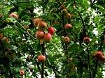 הדברת עץ תפוח