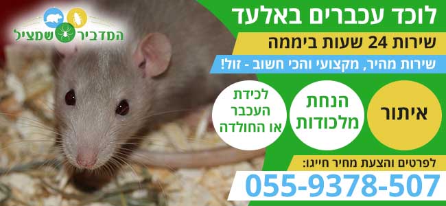 לוכד עכברים באלעד
