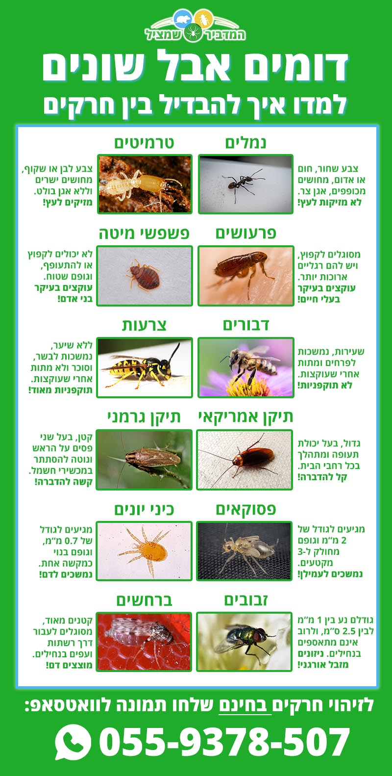 זיהוי חרקים לפי תמונה