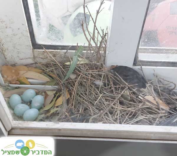 קן של מיינה עם ביצים בחלון