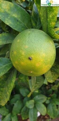 מזיקים בעץ לימון