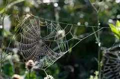 הדברת עכבישים