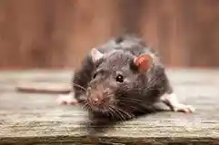 לוכד עכברים בתל מונד