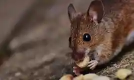 לוכד עכברים בקיסריה