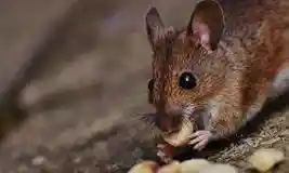 לוכד עכברים ברמת השרון