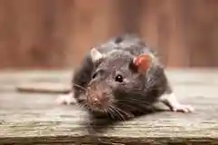 לוכד עכברים בגדרה
