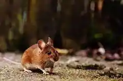 זיהוי קקי של עכבר או חולדה