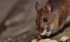 לוכד עכברים ביהוד