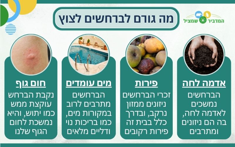 למה יש ברחשים בבית