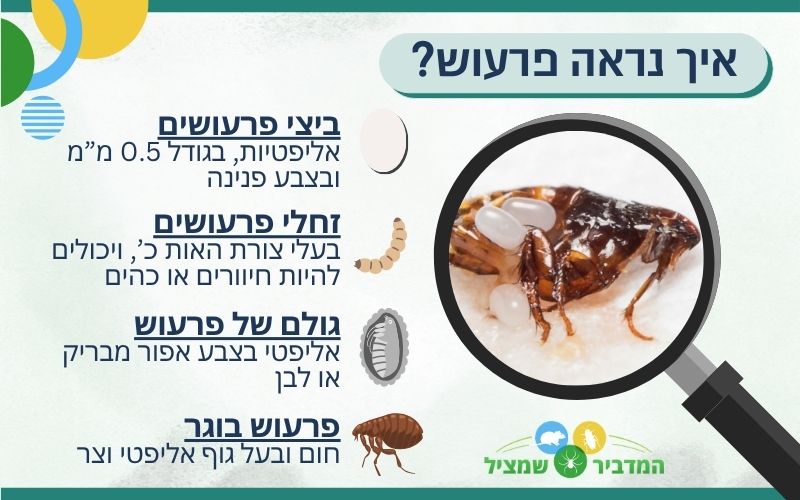 איך נראה פרעוש