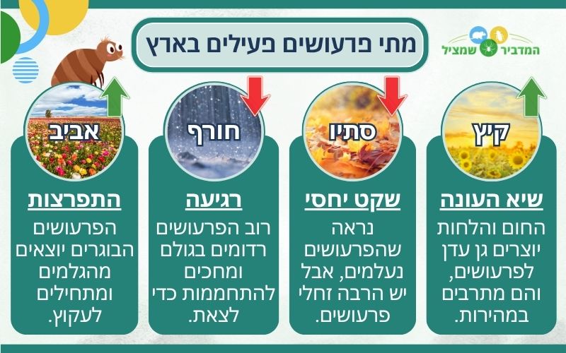 מתי פרעושים פעילים בארץ