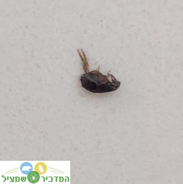 פרעוש אחרי ריסוס